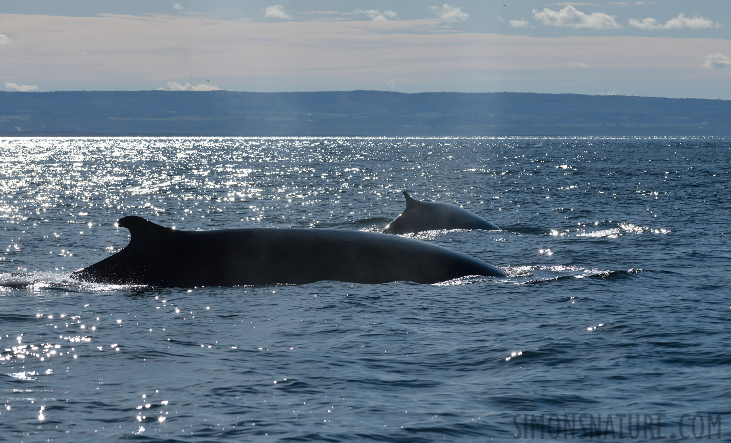 Balaenoptera physalus [200 mm, 1/2500 Sek. bei f / 11, ISO 400]